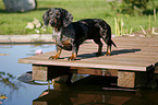 black-tan-dapple teckel