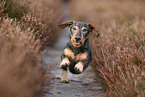 running wirehaired Dachshund