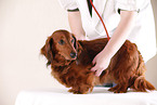 vet