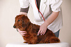 vet