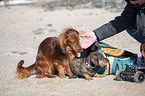 2 Dachshunds