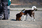 2 dogs