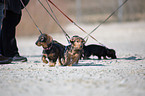 4 Dachshund