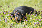 shorthaired Dachshund Puppy