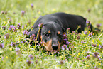 shorthaired Dachshund Puppy