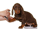 Dachshund Puppy