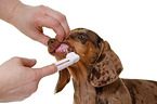 Dachshund Puppy
