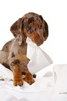 Dachshund Puppy