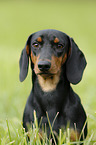 young Dachshund