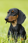 young Dachshund