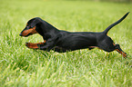 young Dachshund