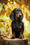 Dachshund
