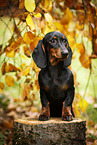 Dachshund