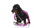 Dachshund Puppy