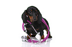Dachshund Puppy