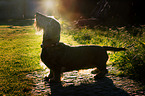wirehaired Dachshund