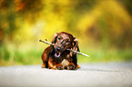 lying Dachshund