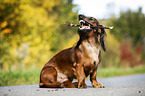 sitting Dachshund