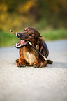 lying Dachshund