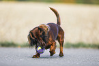 playing Dachshund