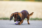 playing Dachshund