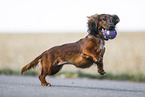 playing Dachshund