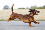 running Dachshund