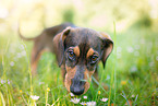 young Dachshund