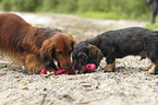 2 Dachshunds