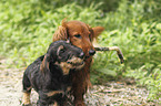 2 Dachshunds