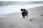 running Dachshund