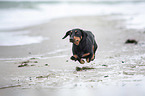 running Dachshund