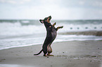 standing Dachshund