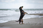 standing Dachshund