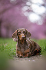 lying Dachshund