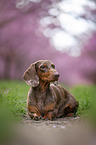 lying Dachshund