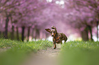 running Dachshund
