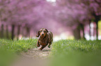 running Dachshund