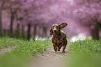 running Dachshund