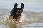 running shorthaired Dachshund