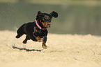 running shorthaired Dachshund