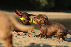 2 wirehaired Dachshunds
