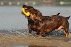 2 wirehaired Dachshunds