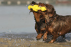 2 wirehaired Dachshunds