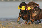 2 wirehaired Dachshunds