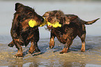 2 wirehaired Dachshunds