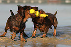 2 wirehaired Dachshunds