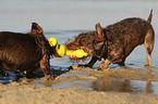 2 wirehaired Dachshunds