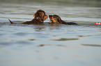 2 wirehaired Dachshunds