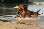 2 wirehaired Dachshunds